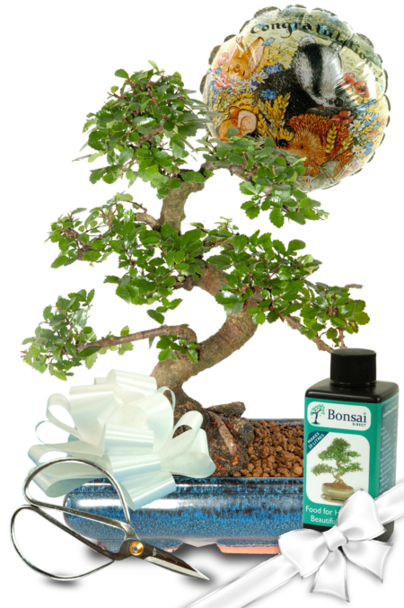 Ultimate Bonsai Wedding Gift set