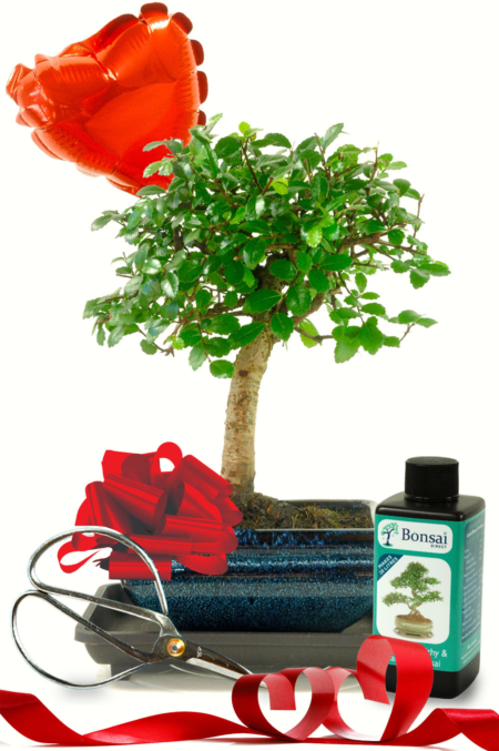 Valentines Beginners Baby Bonsai Set