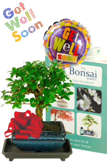 Value Flowering 'Get Well Soon' Bonsai Gift