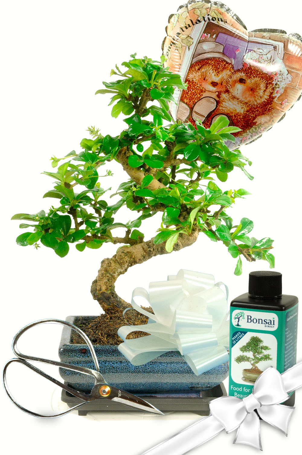 Wedding Congratulations Bonsai Gift Set