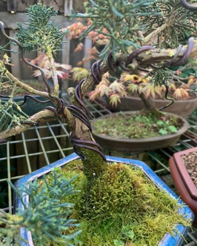 Wiring Bonsai trees