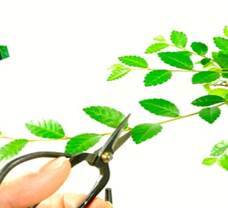 Bonsai pruning articles