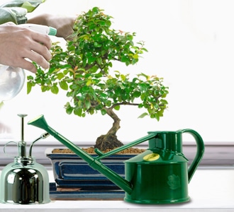 Watering bonsai articles