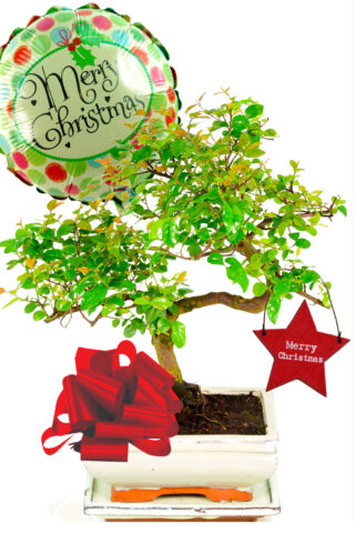 Exquisite fruiting sweet plum natural indoor bonsai for Christmas