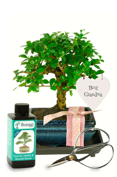 Best Grandma Gift – Flowering Indoor Bonsai Kit