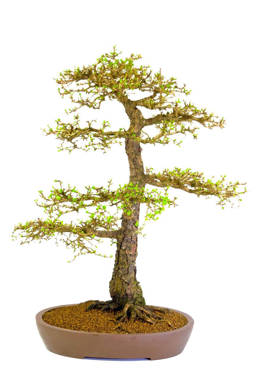 You can truly appreciate its design in the deciduous state