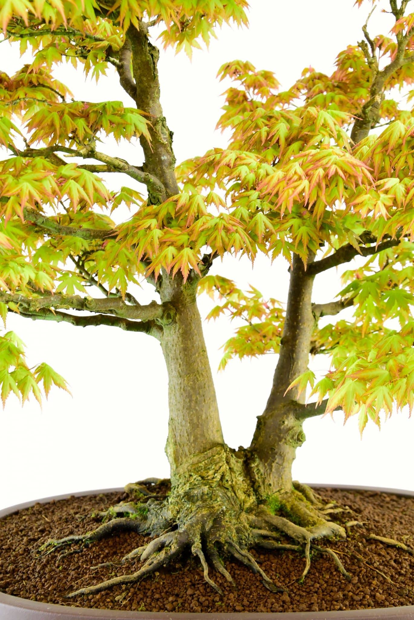 Specimen Japanese Maple bonsai