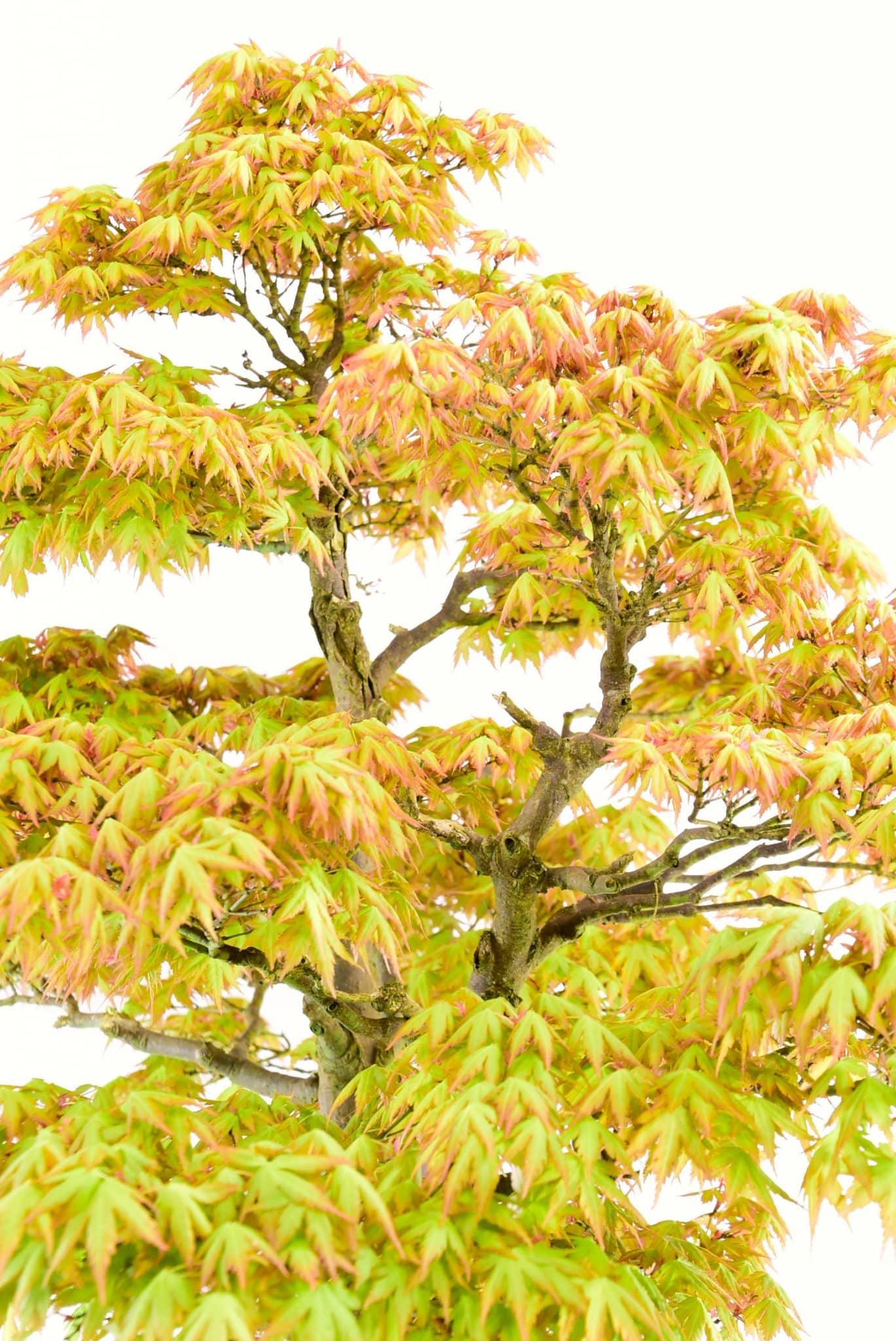 beautiful maple shaped leaves