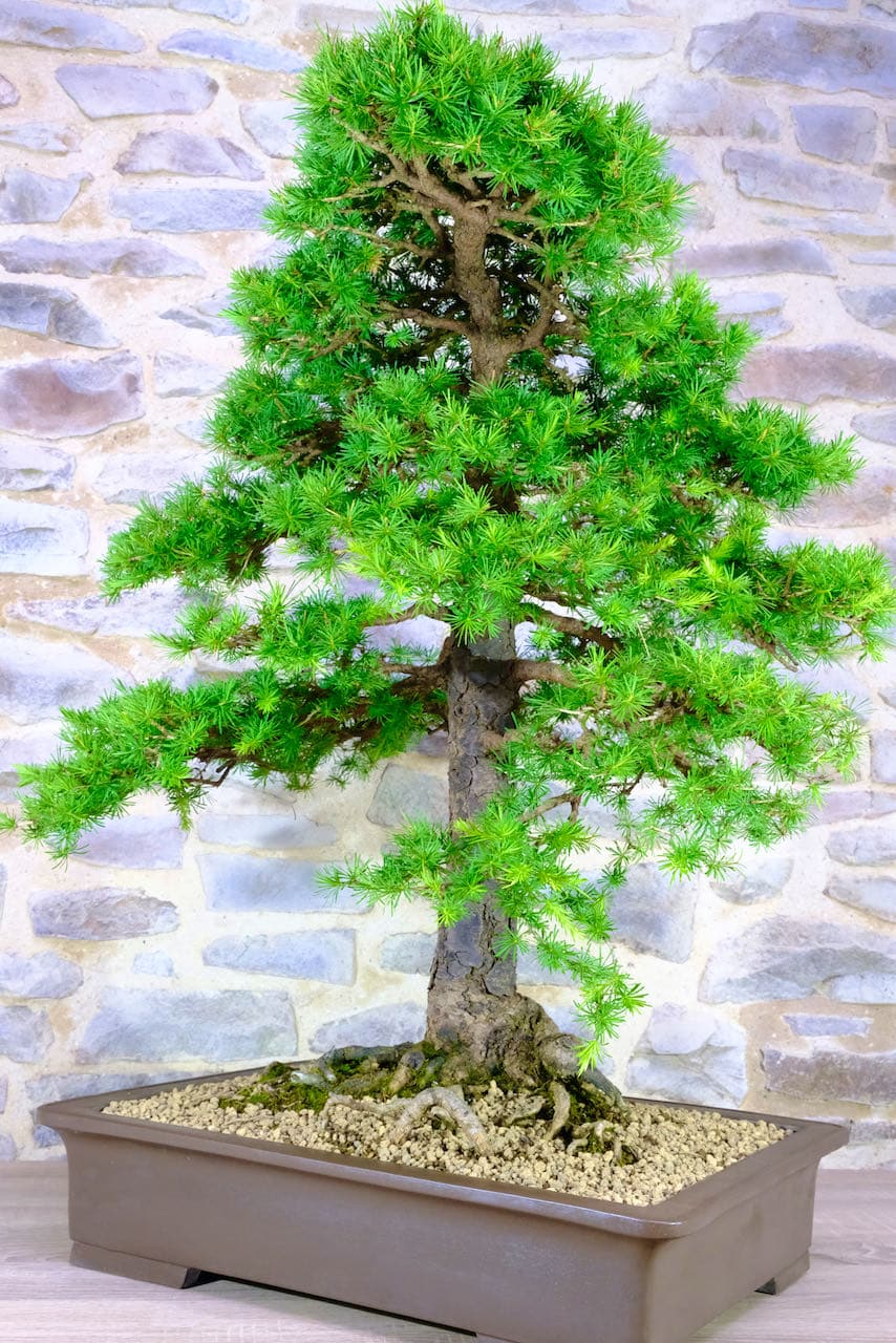 A magnifient hardy outdoor larch tree for sale