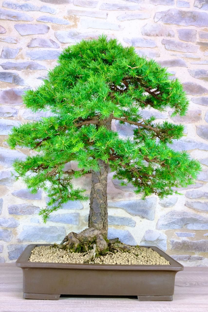 Breathtakingly beautiful Larch bonsai