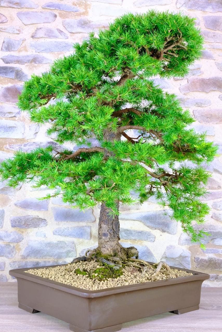 So spectacular - hardy