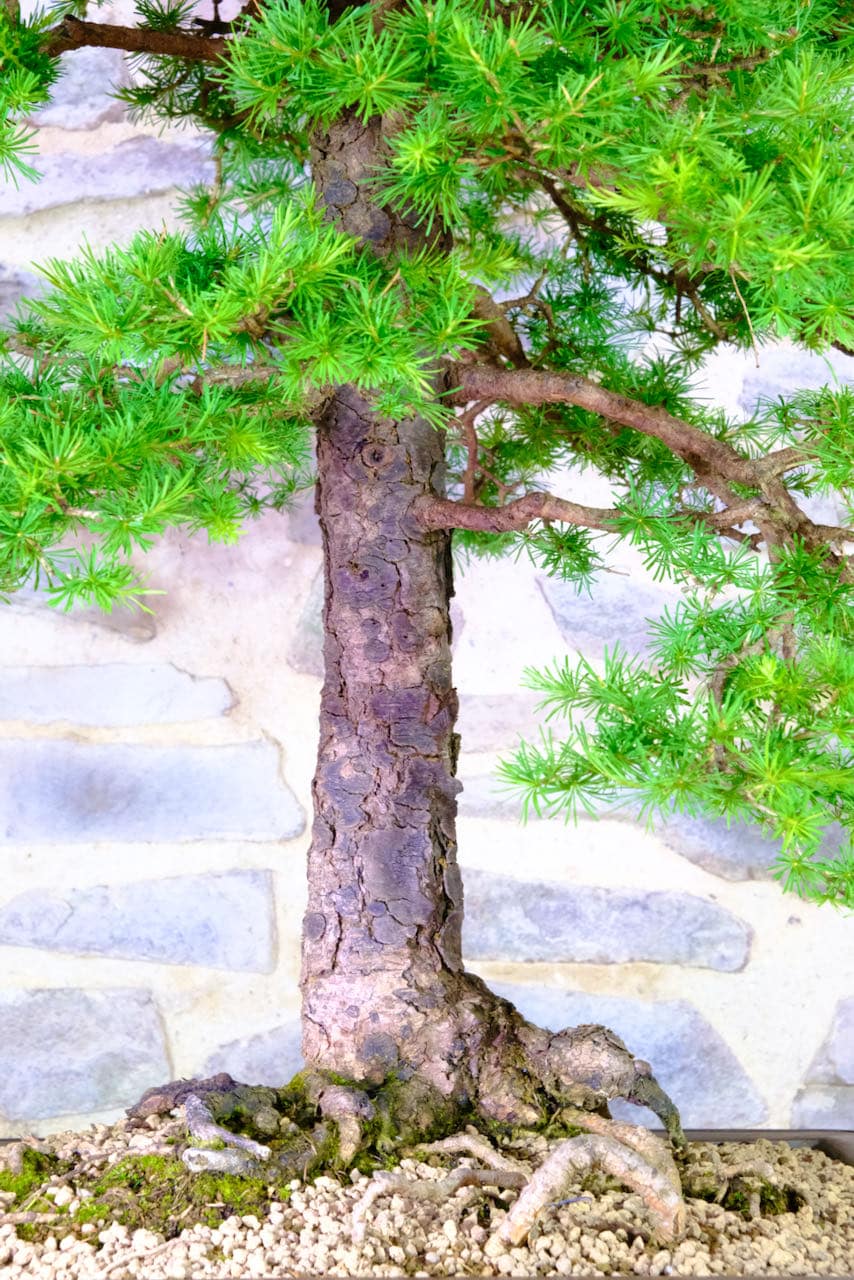 Craggy flaky naturally aged bark