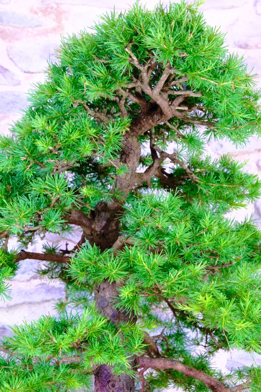 Iridescent glorious rosettes of needles