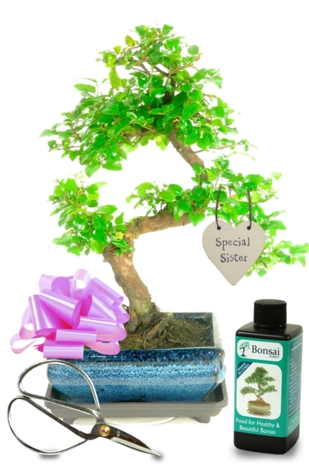 Perfect gift for your sister