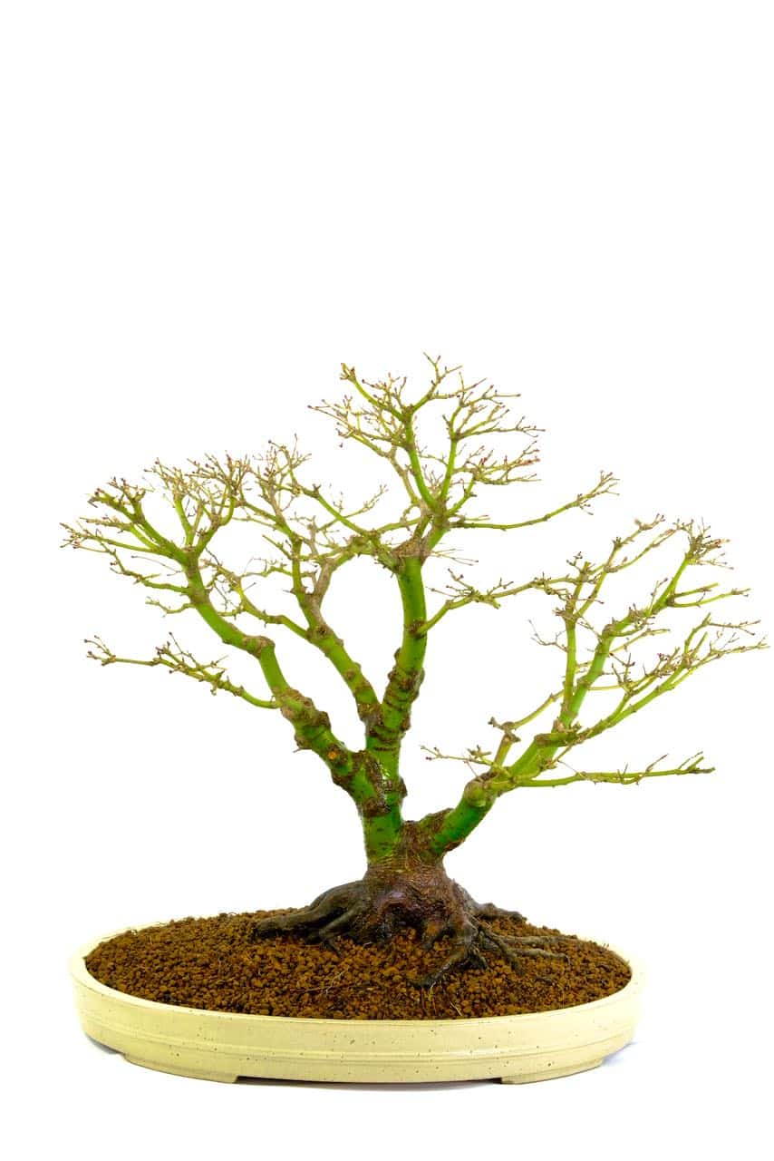 Excellent branch placement