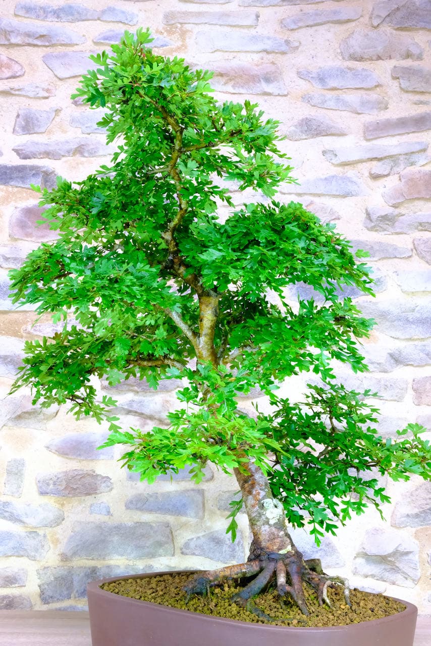 Crataegus - 37 years old. Amazing and artistic