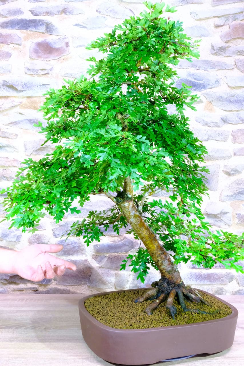 Free delivery to Wales, england and Edinburgh & Glasgow