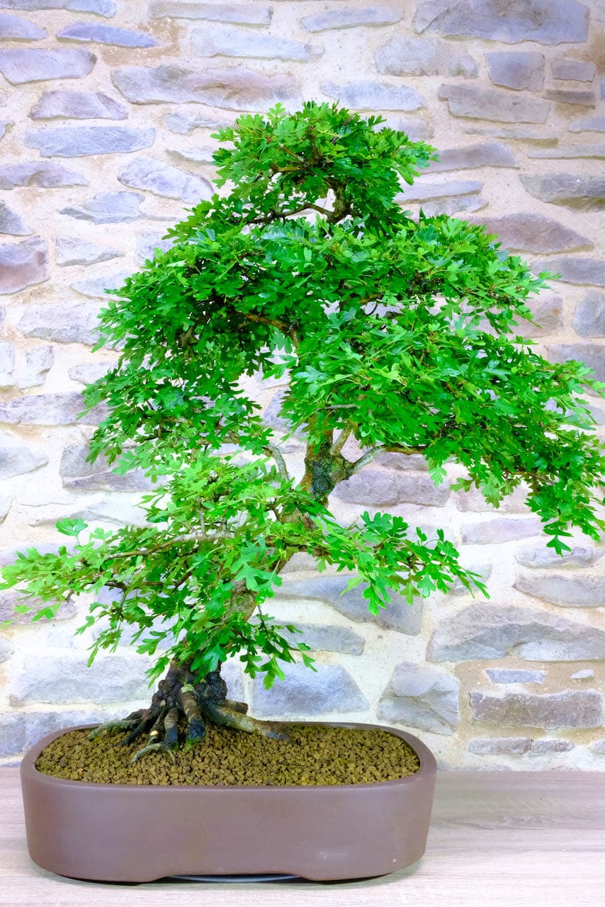 The most supreme native Hawthorn bonsai