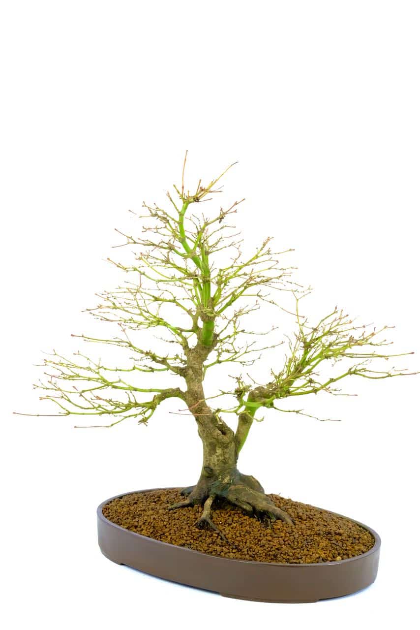 Phenomenal bonsai