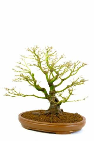 The deciduous state allows you to truly appreciate the structure