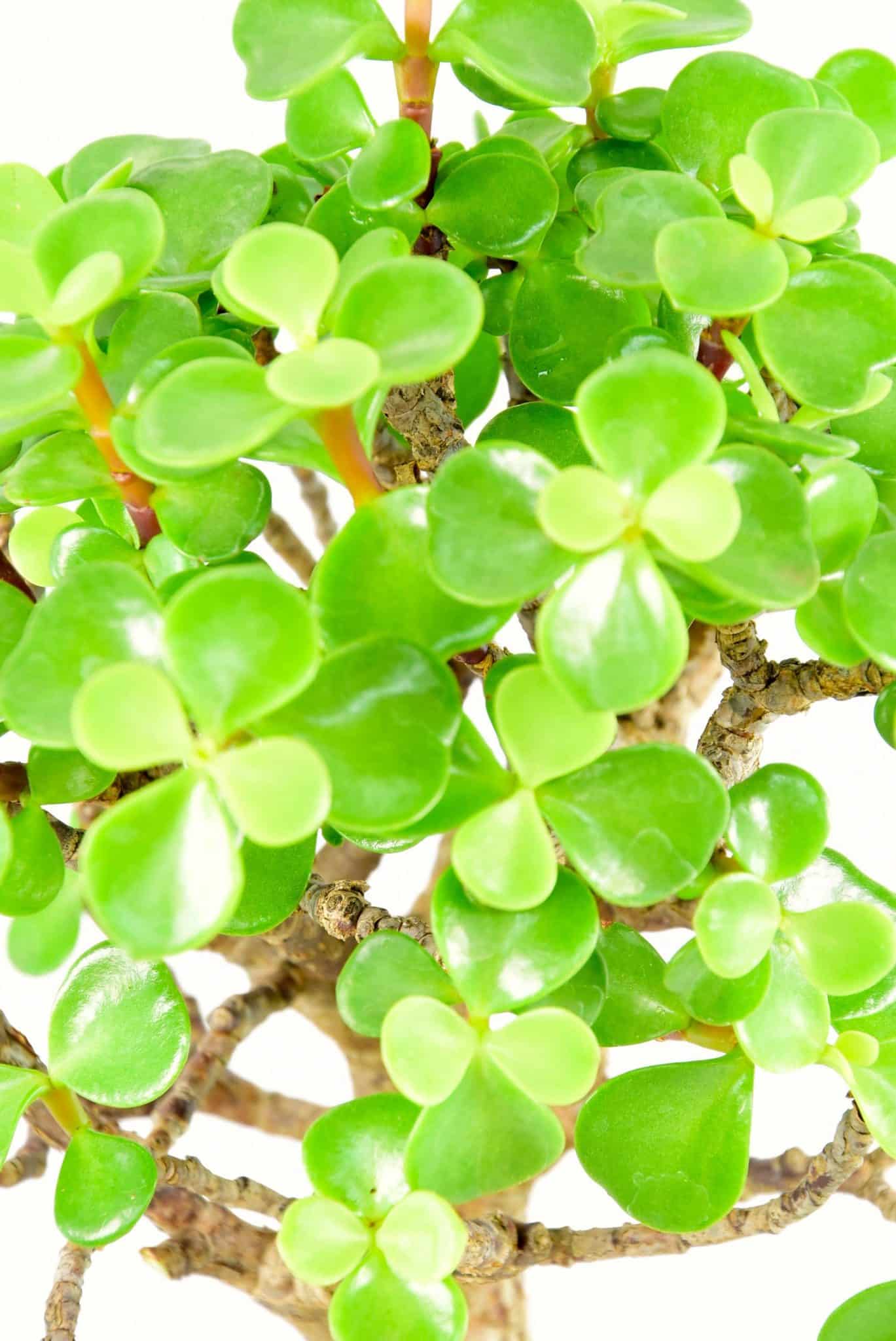 minimal watering required