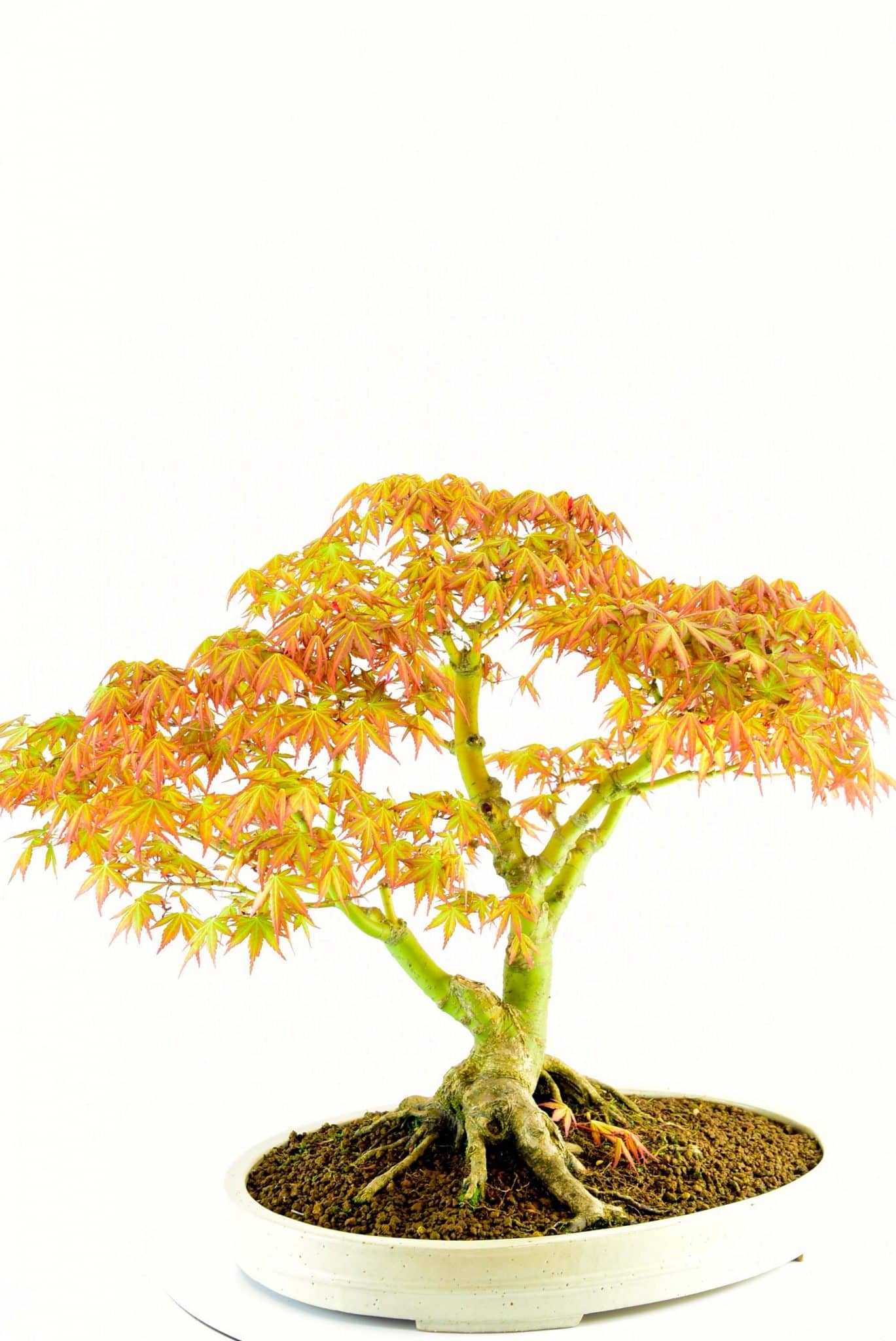 Outdoor bonsai for sale