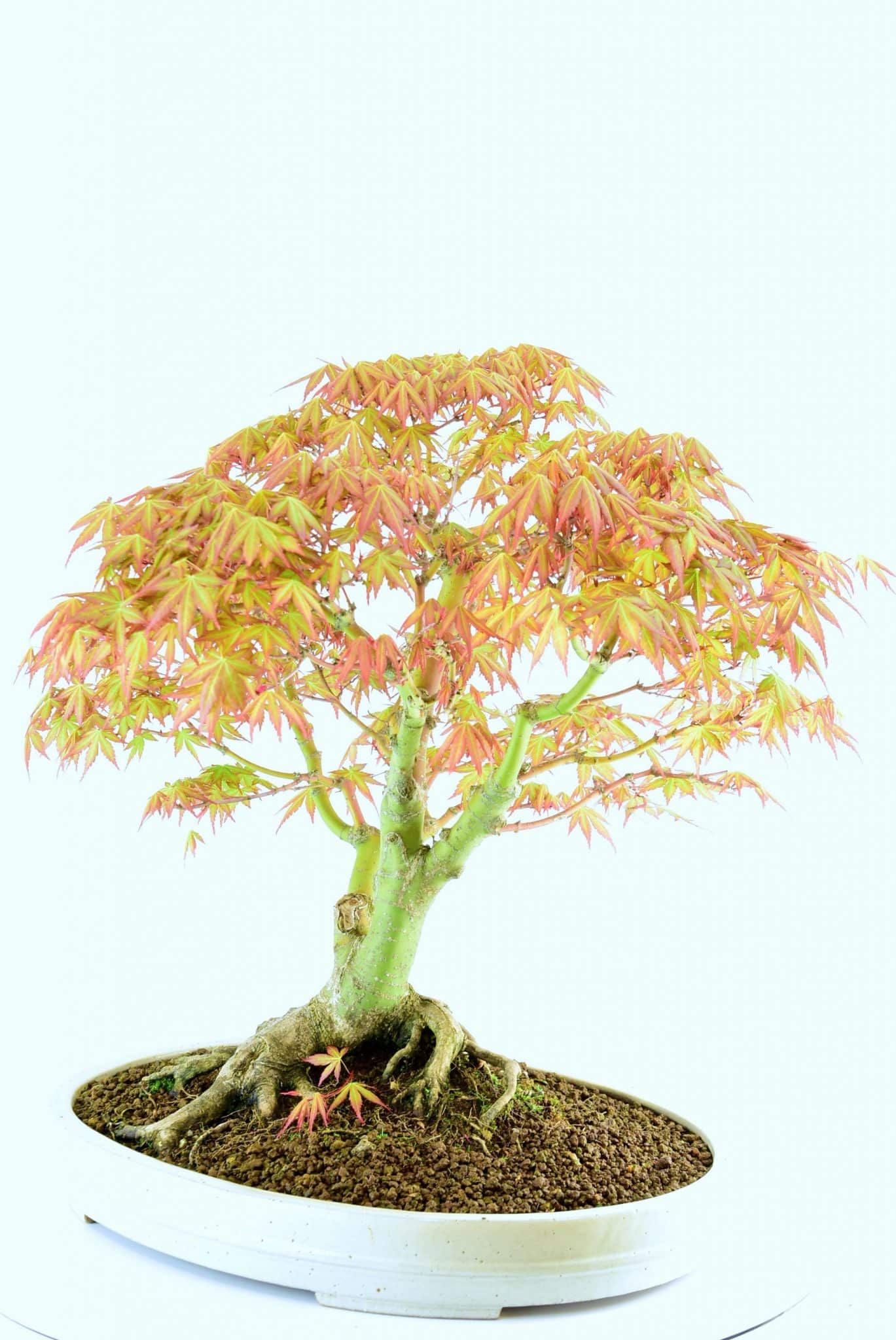 Beautiful bonsai with orange leaves