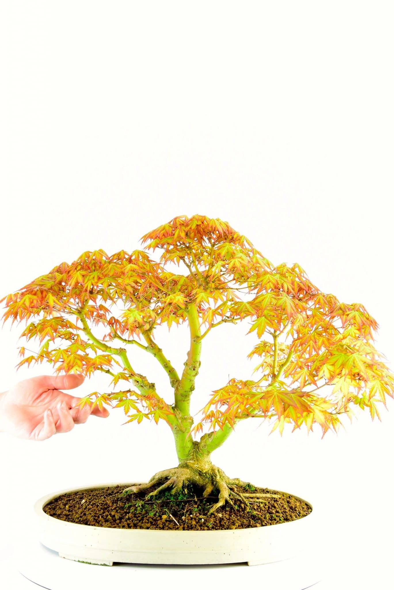 Specimen Japanese Maple bonsai