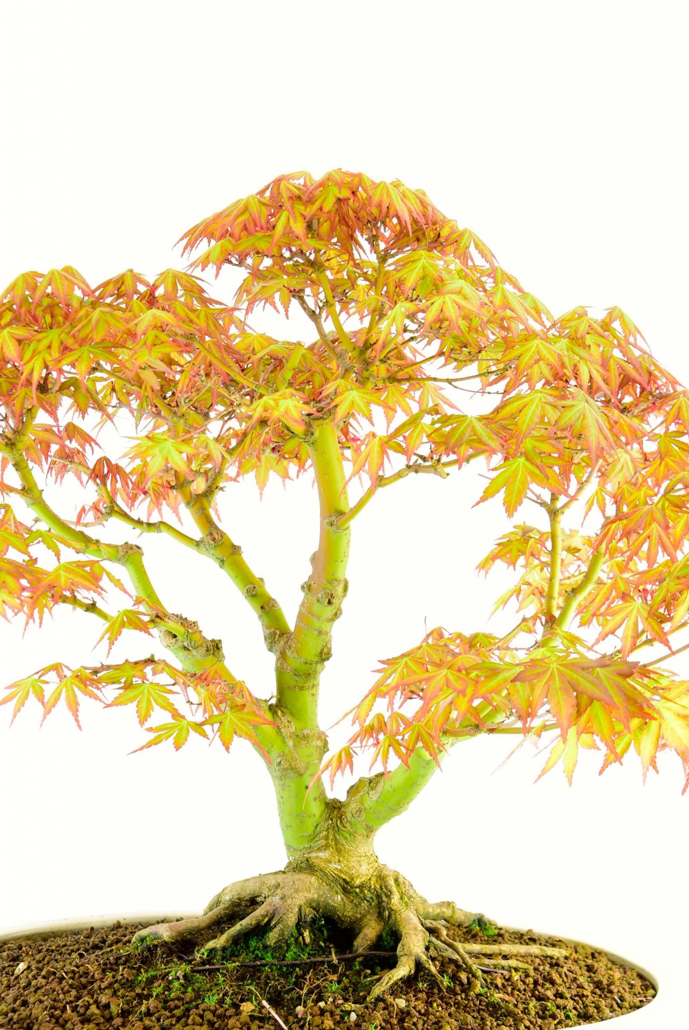 Free delivery to london