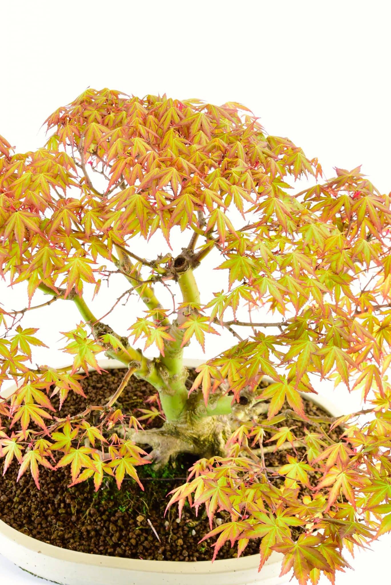 Buy bonsai from Bonsai Direct