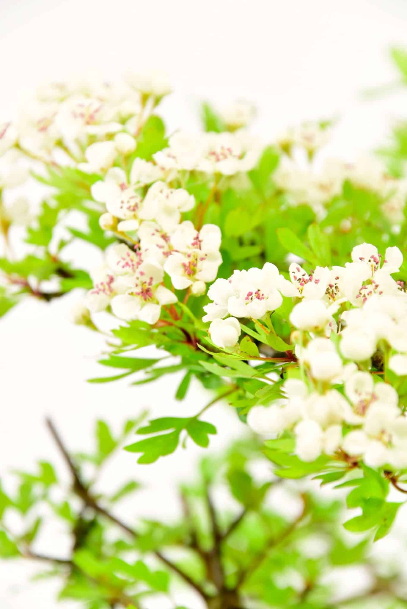 Large clusters of small white flowers
