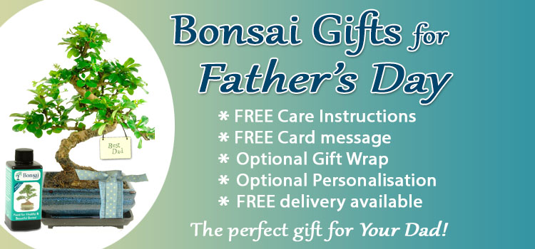 Bonsai Gifts for Father's Day