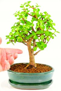 The magical clean air tree