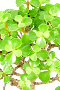 Leaves of the Jade bonsai