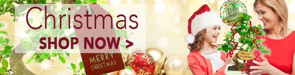 Shop for Bonsai Trees now