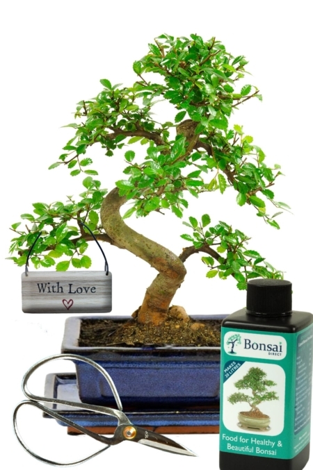 Perfect plant gift to send your love