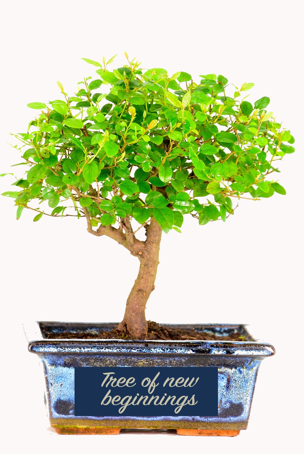 Indoor trees which signifies new beginnings