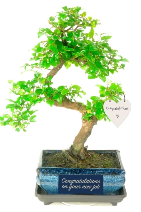 The perfect gift to celebrate a new job