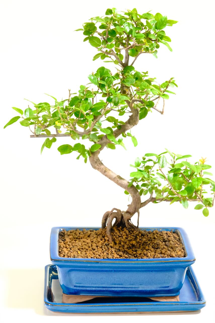 Elegantly Styled Chinese Sweet Plum Bonsai: A True Work of Art