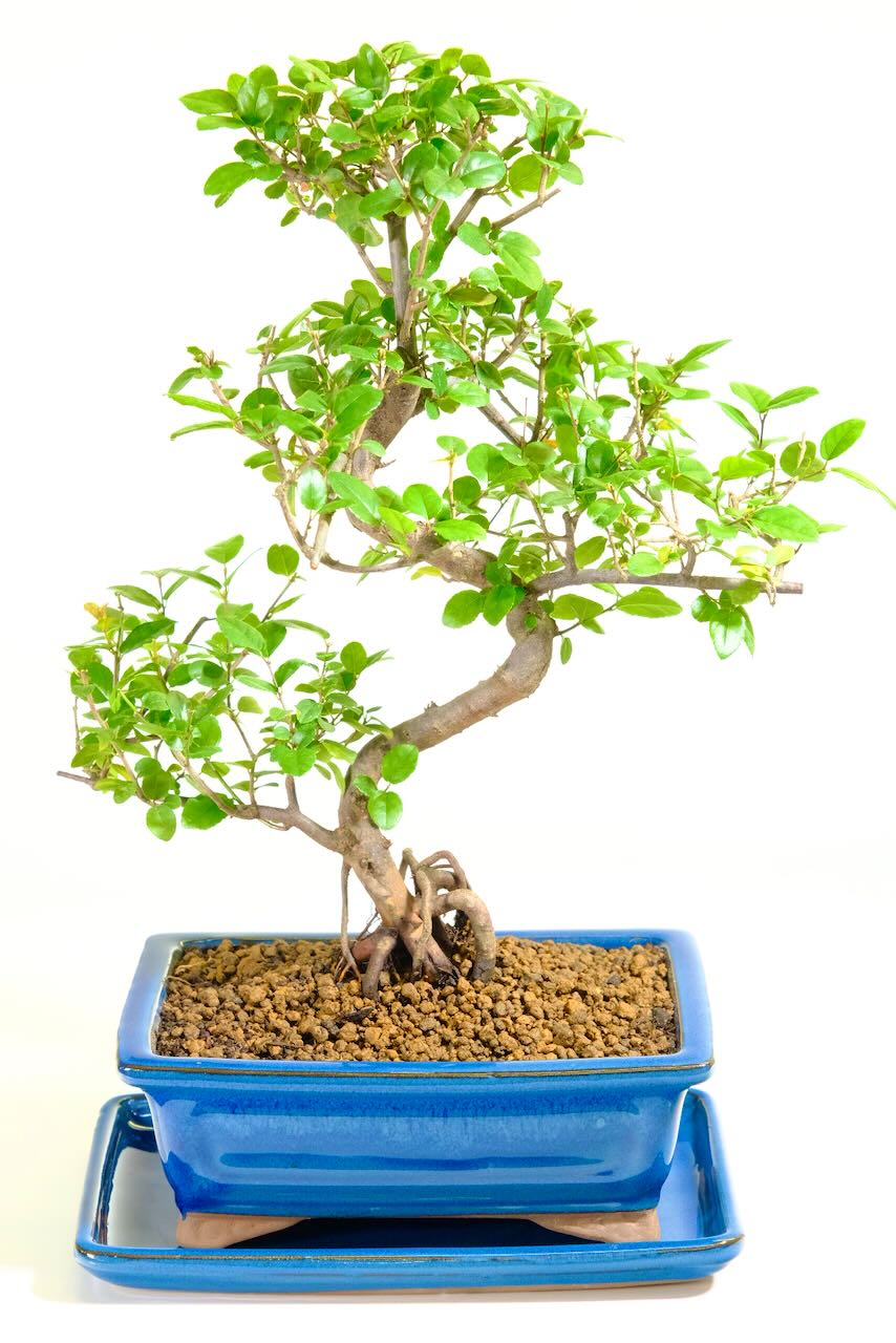 Fruiting Sweet Plum (Sageretia) Indoor Bonsai Tree | Wonderful Movement