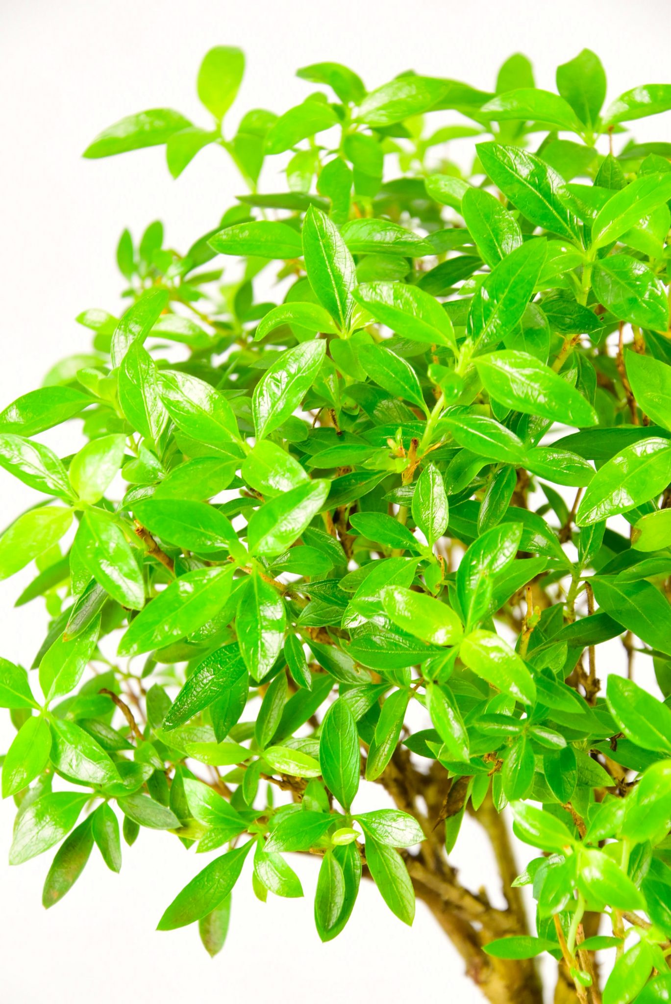 Serissa leaves