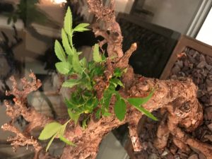 Ulmus parvifolia with die back