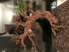 Question about large Chinese Elm bonsai tree