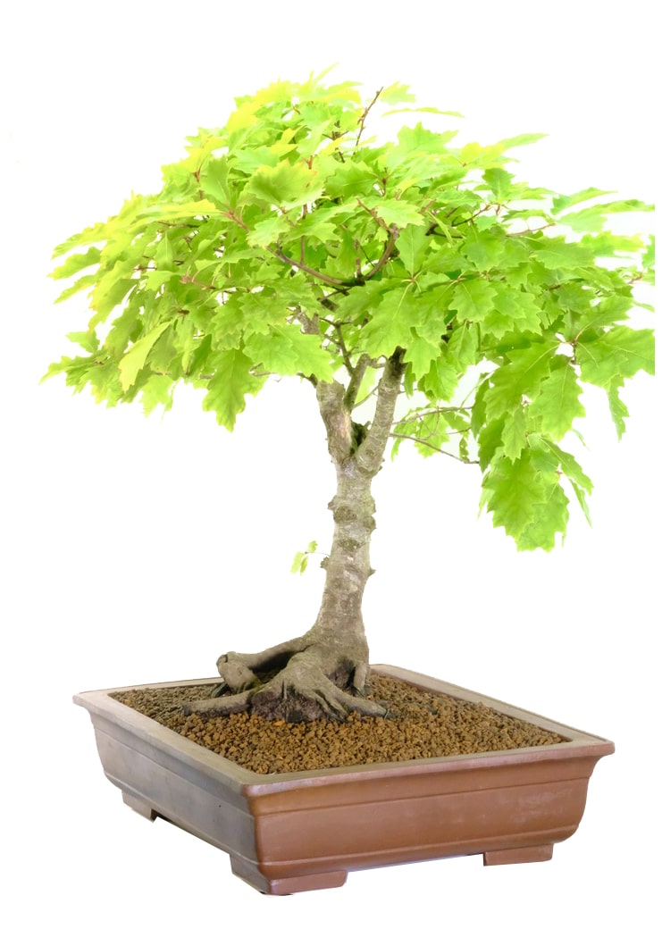 Specimen Oak bonsai for sale