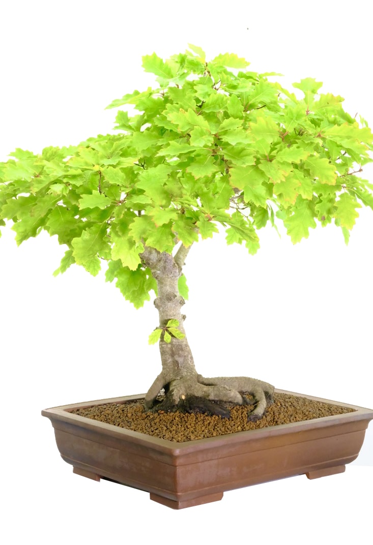 Quercus rubra bonsai in huge pot