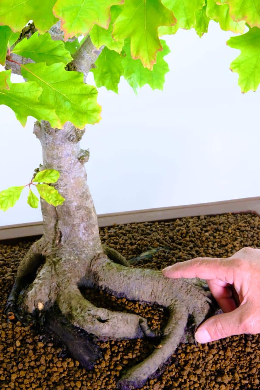 The root flare nebari is truly specactular