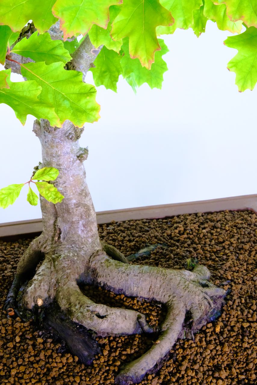 Close up of the roots