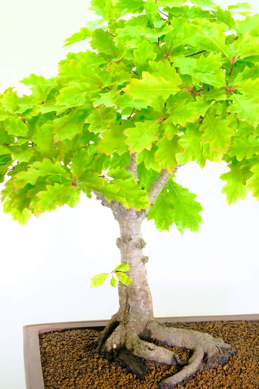 A mighty oak bonsai