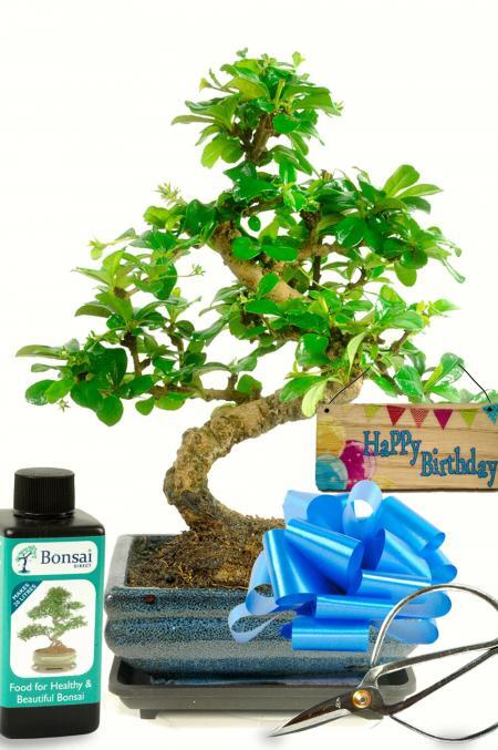 Beautiful Birthday Flowers Bonsai Gift Set with Happy Birthday Tag
