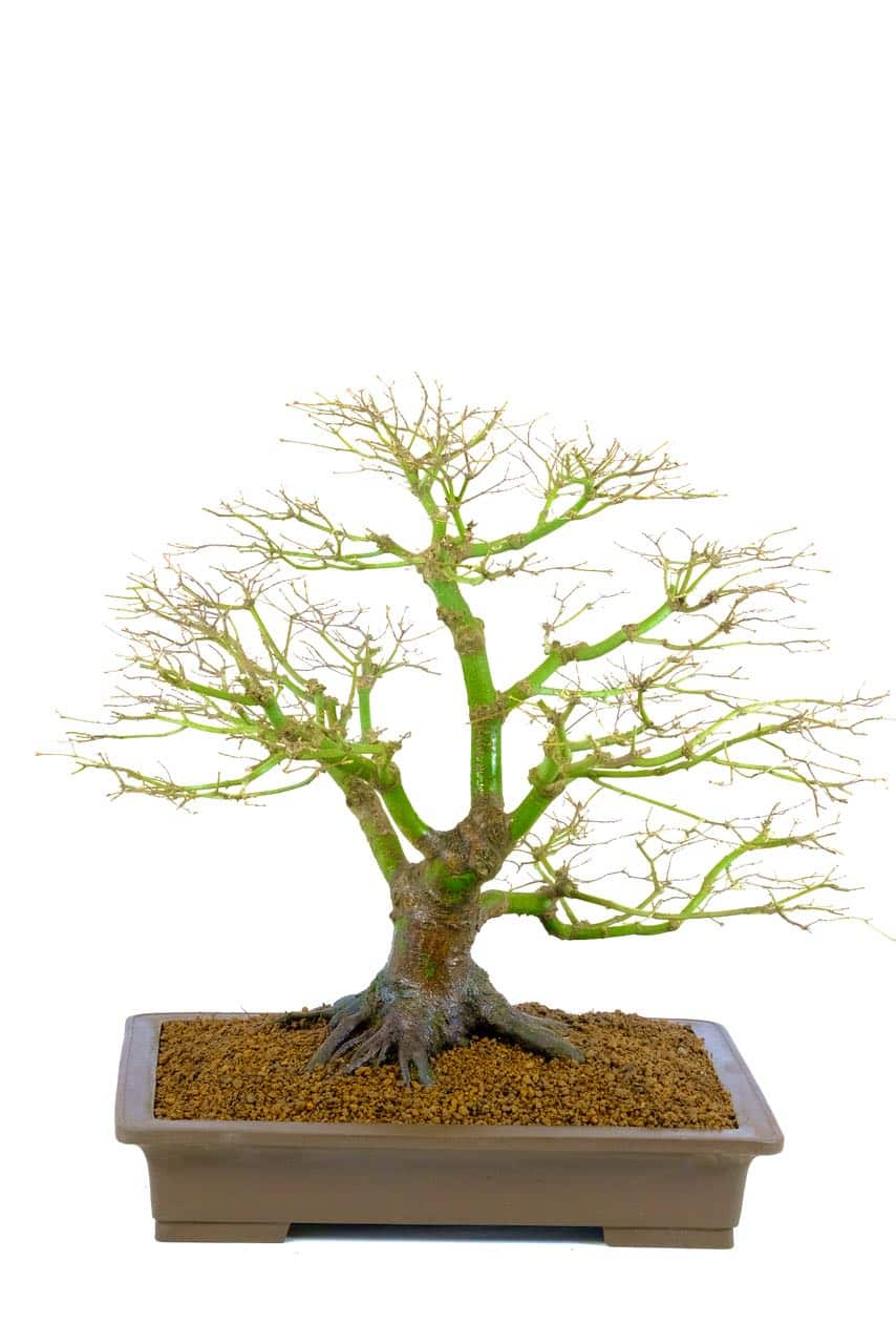 You can truly appreciate its design in the deciduous state